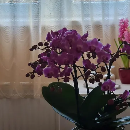 Oazis Panzio 酒店 Kiskunfélegyháza