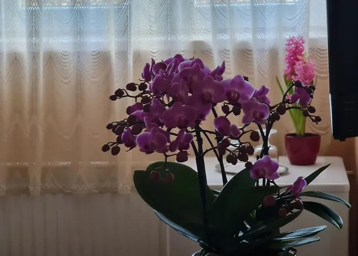 Oazis Panzio Hotell Kiskunfélegyháza